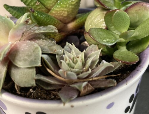 Succulent Parties at The Artist’s Retreat