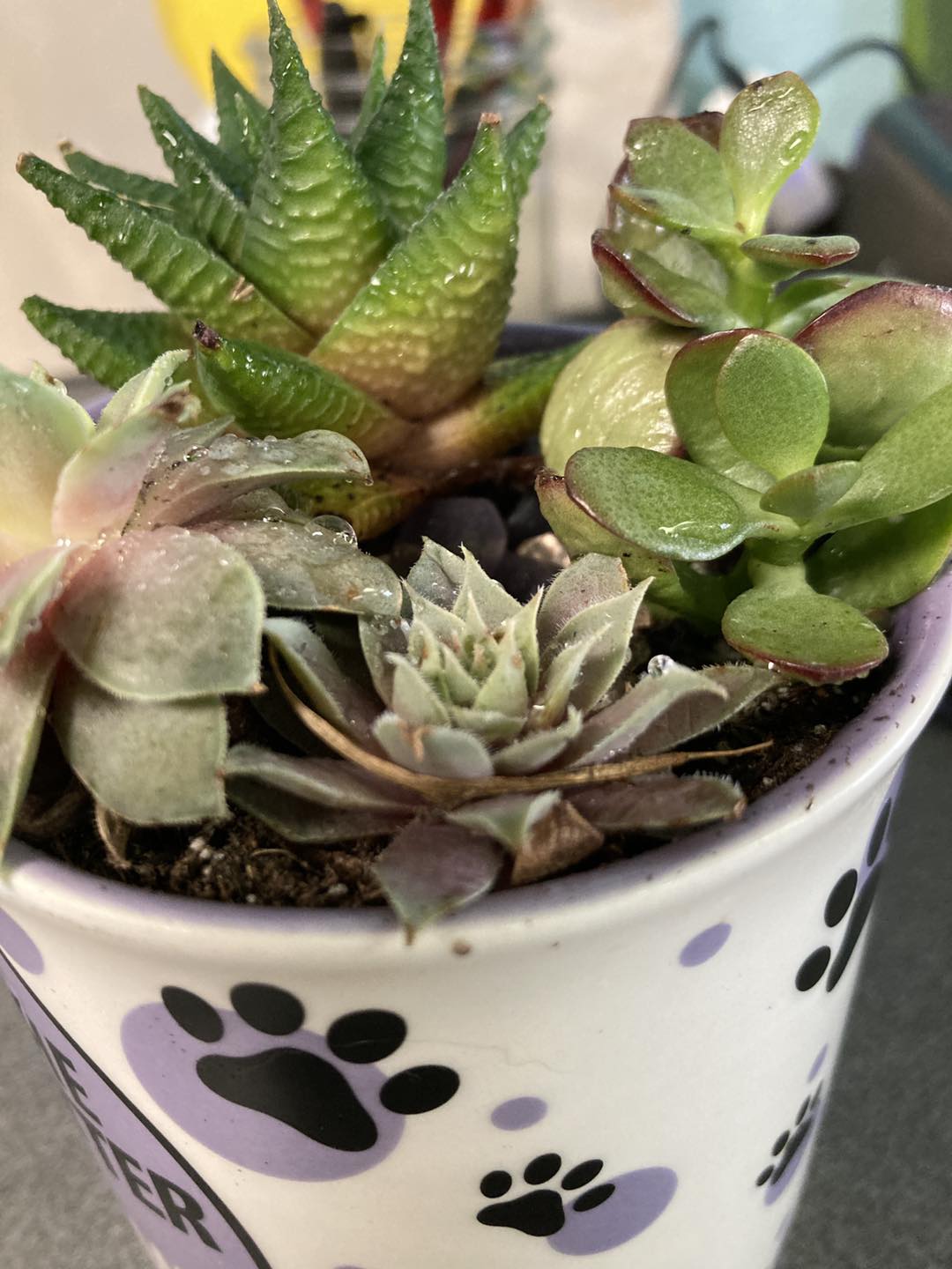 Succulent Party at The Artist's Retreat